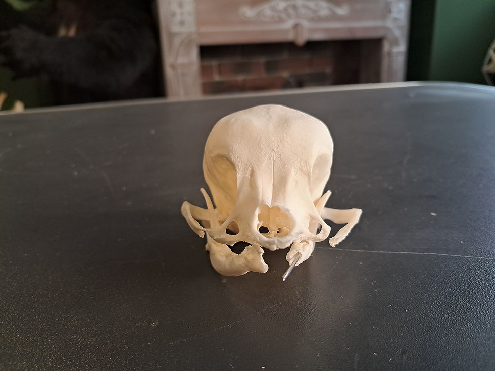 Miniature : Crâne de chien / Chihuahua ; Canis familiaris / pathologie