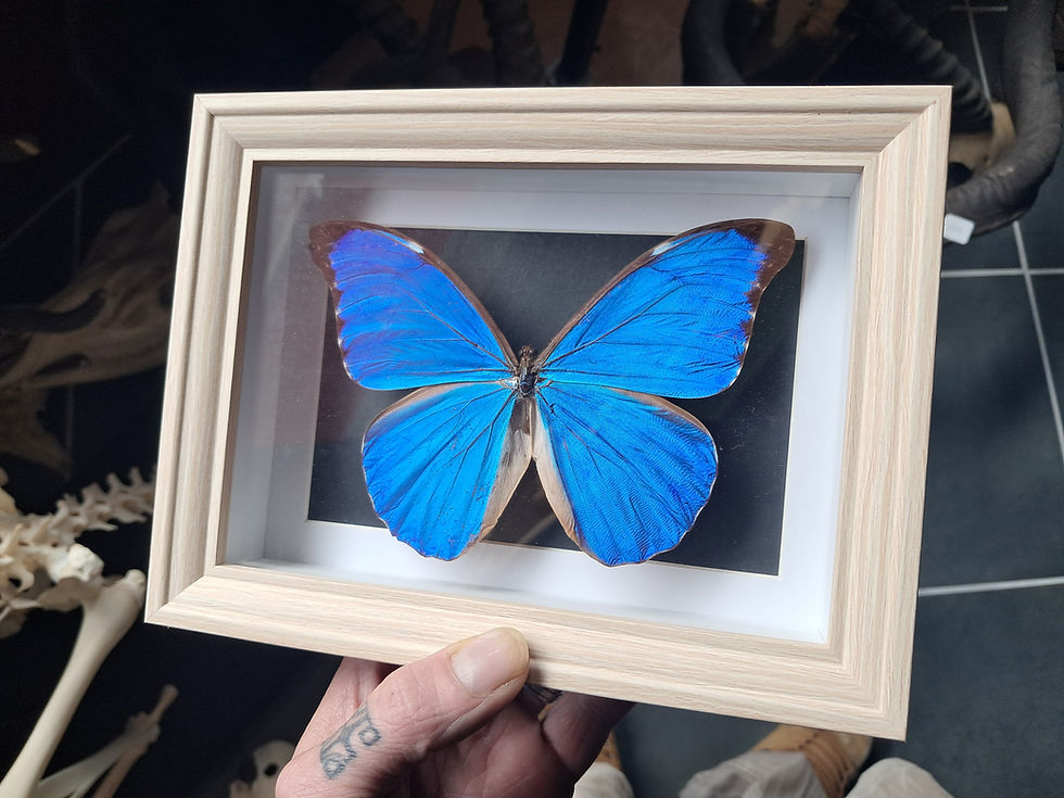 Miniaturbild: Papillon Morpho didius  sous cadre vitrine