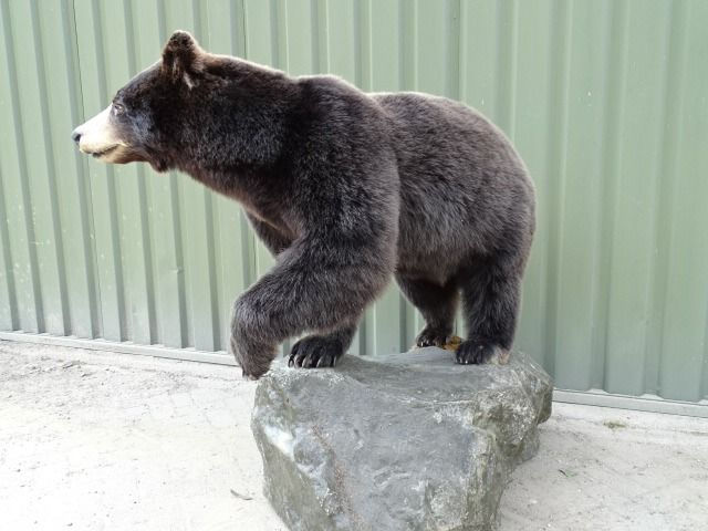 サムネイル： Taxidermie d' Ours noir ; Ursus americanus