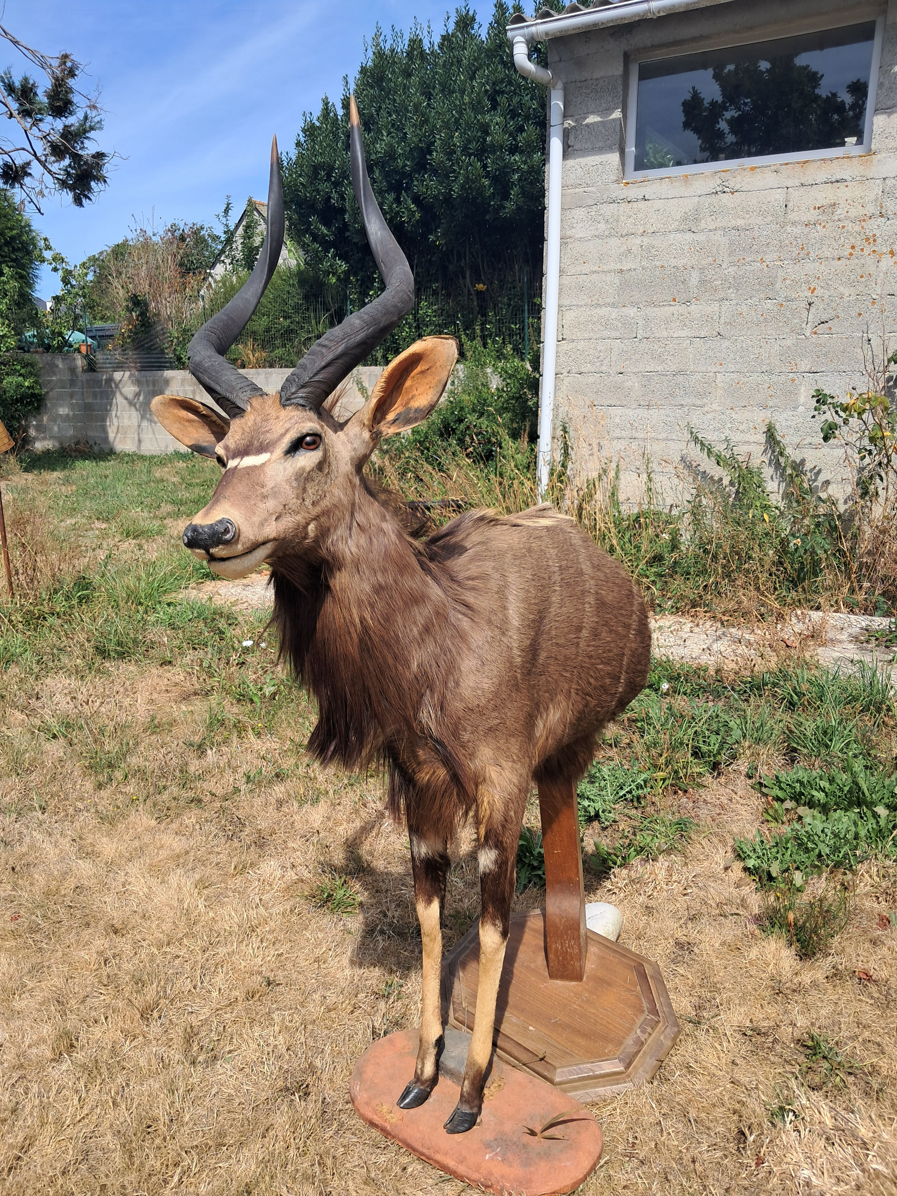 Taxidermie de Nyala ; Tragelaphus angasii