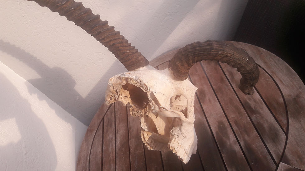 サムネイル： Crâne d' Oryx avec malformation