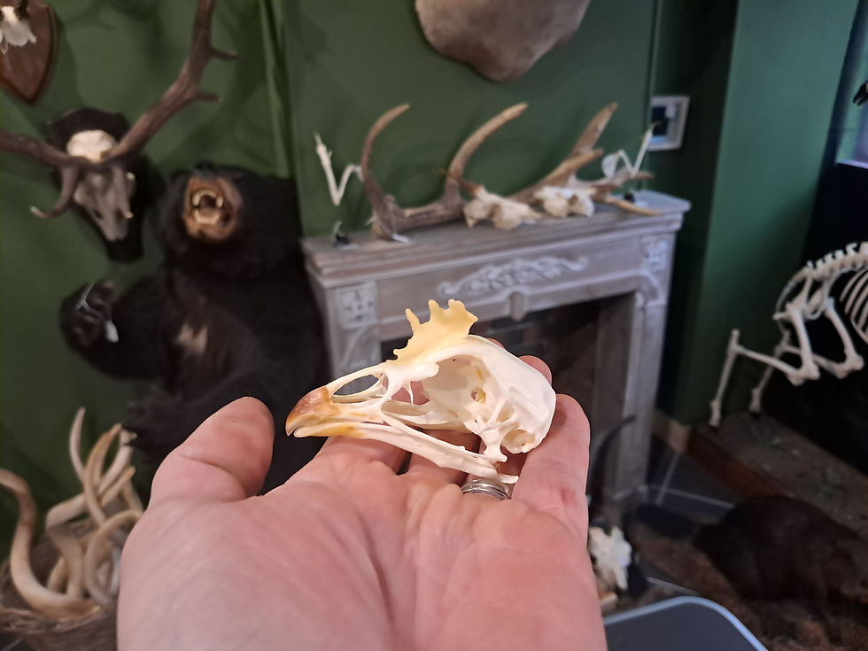 サムネイル： Crâne de coq domestique (Gallus gallus) avec crête