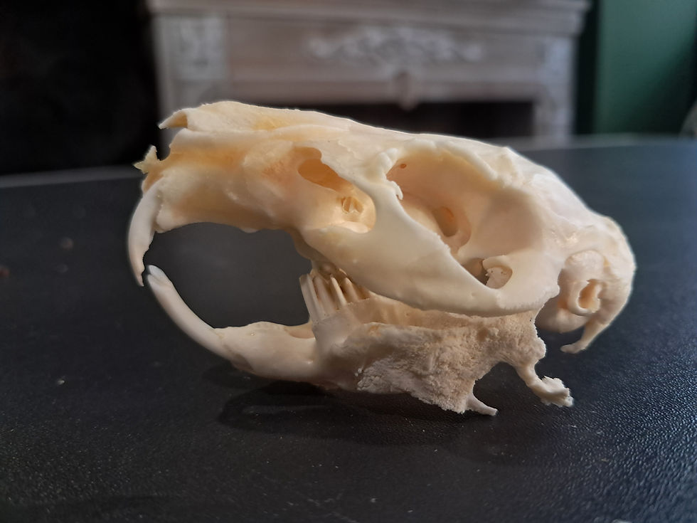 Miniature : Crâne de cochon d'Inde avec cancer