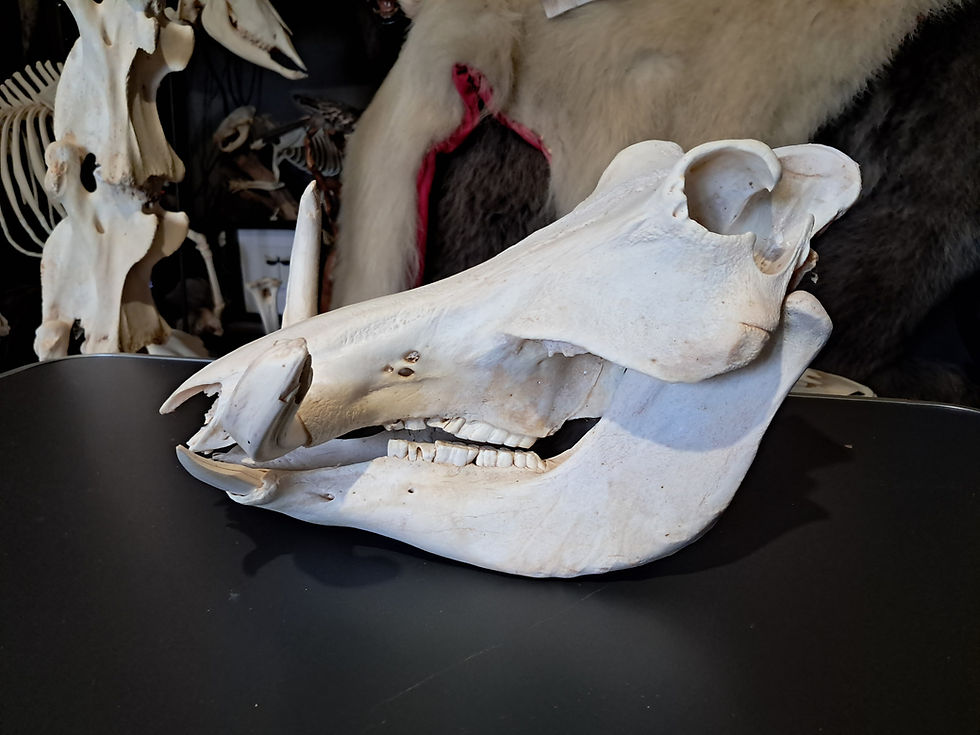 Miniatura: Crâne de phacochère ; Phacochoerus africanus