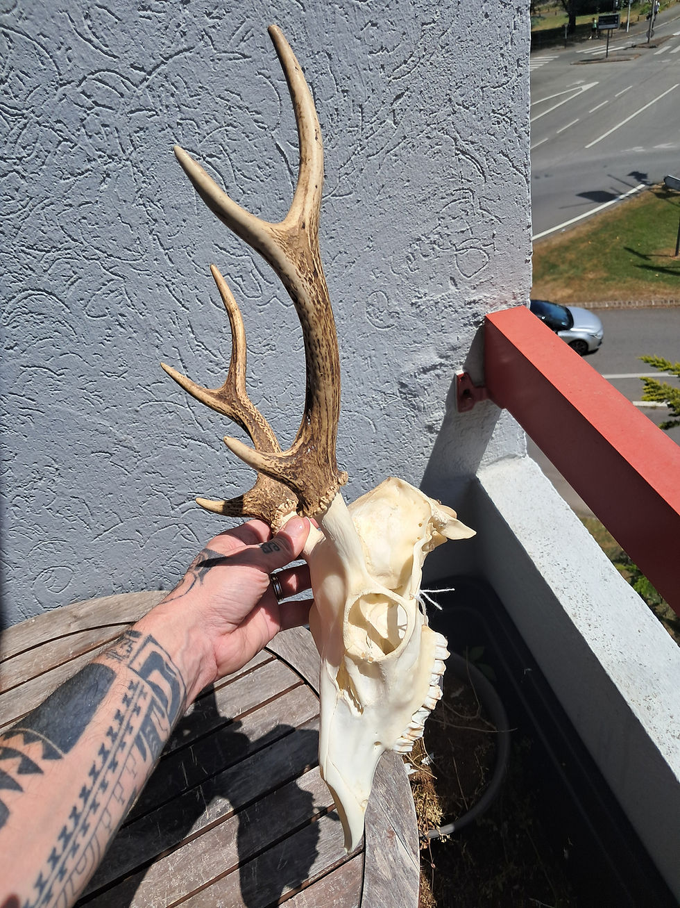 サムネイル： Crâne de cerf sika ; Cervus nippon #2