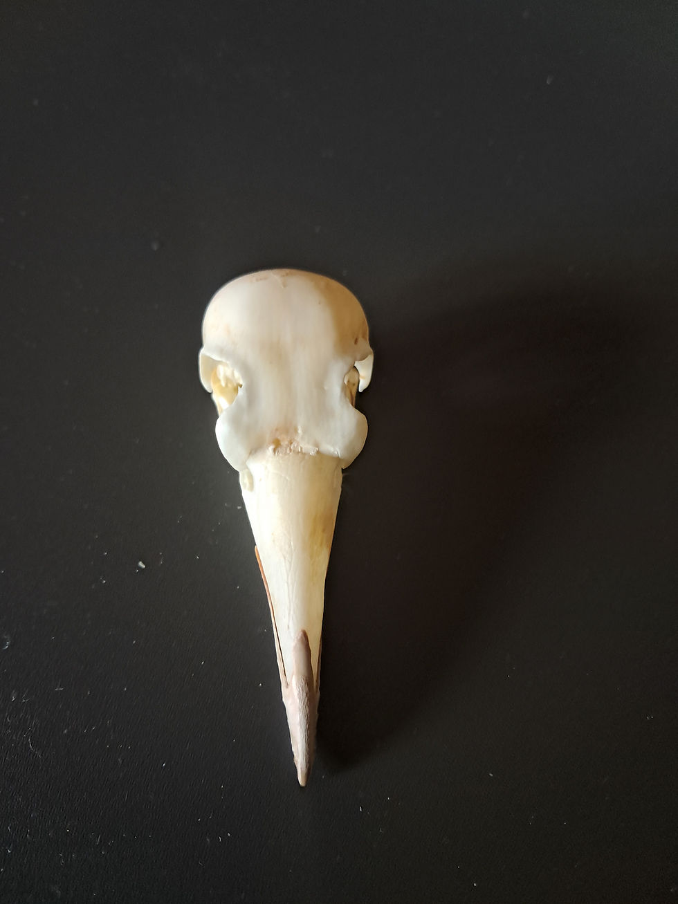 サムネイル： Crâne de Cassican flûteur ; Gymnorhina Tibicen