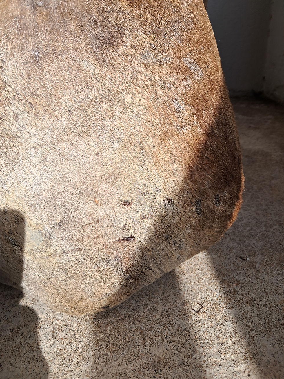 Thumbnail: Taxidermie d' Ane ; Equus asinus