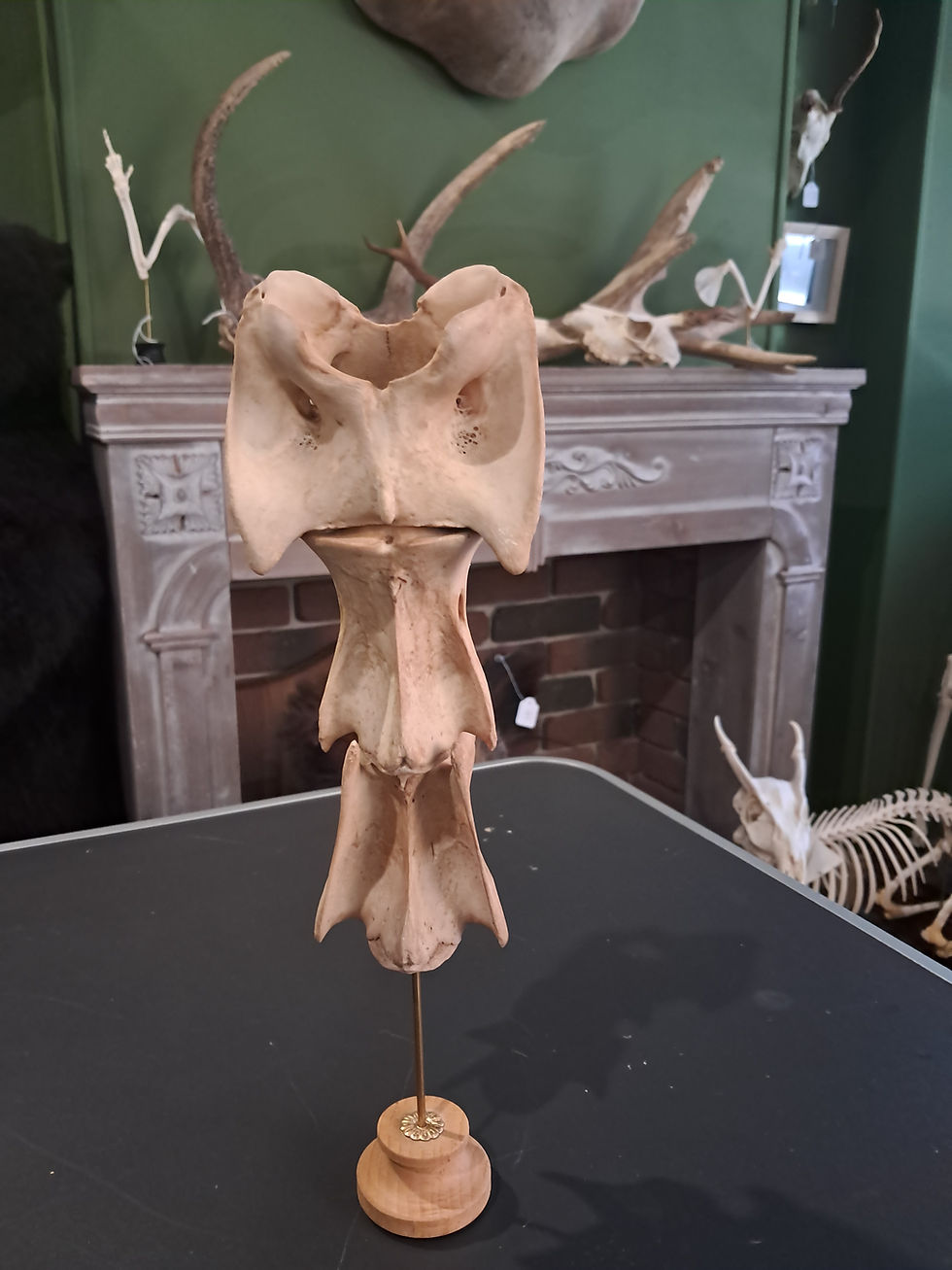 サムネイル： Section de vertèbres cervicales de cerf sur socle