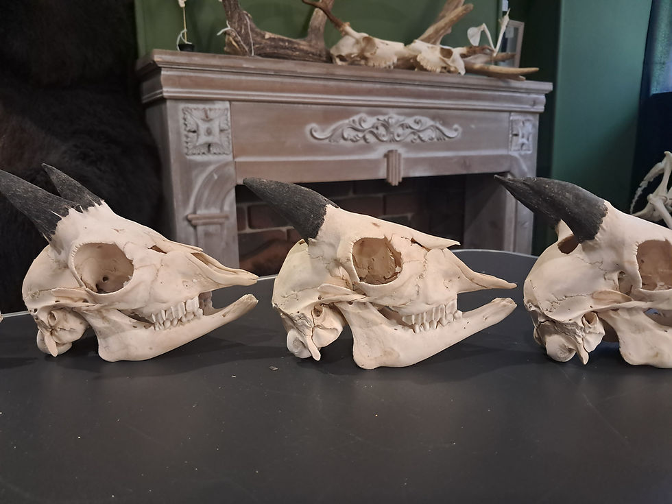 サムネイル： Crâne de chevreau ; Capra hircus (prix pour un crâne)