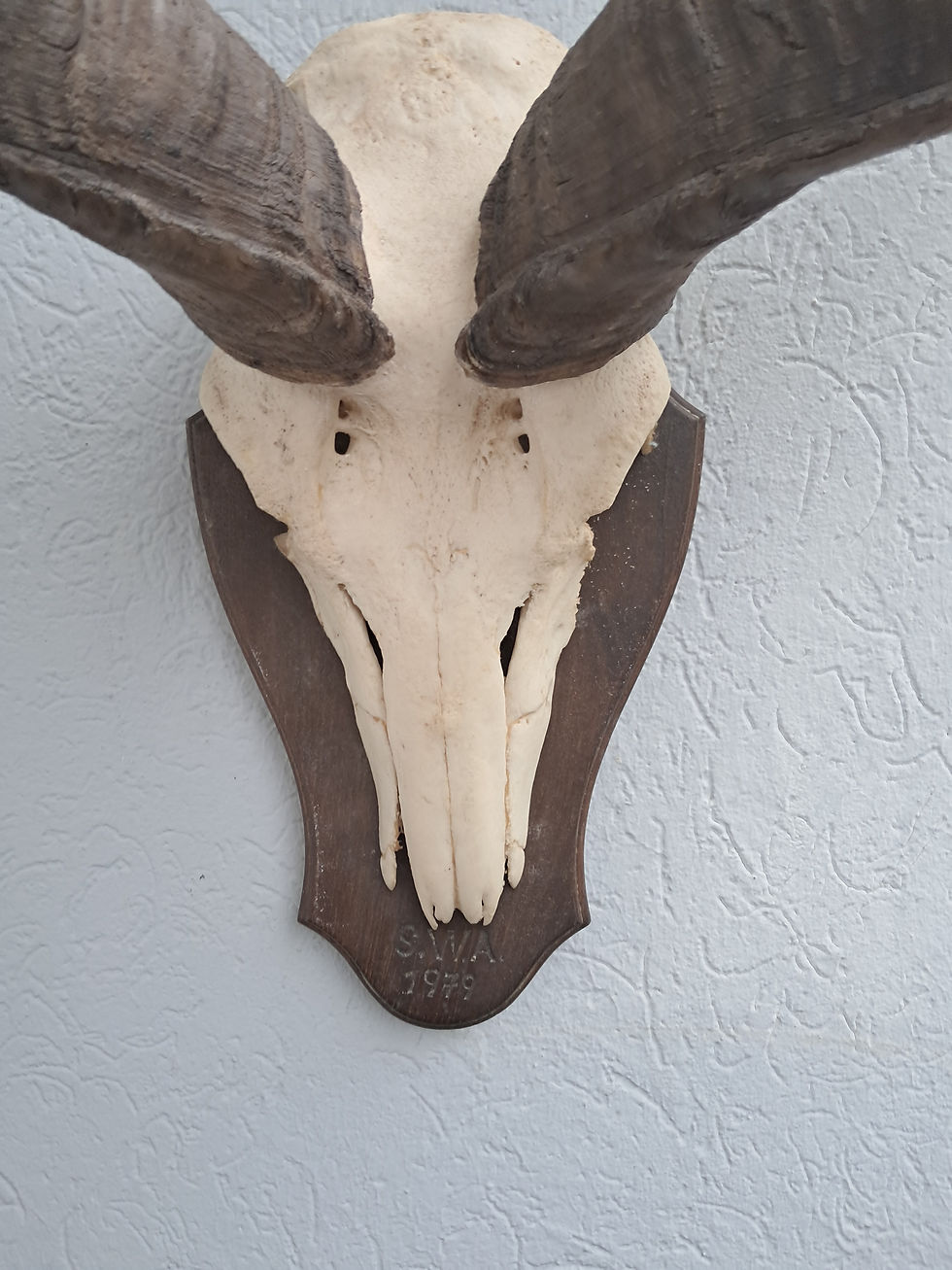 Thumbnail: Trophée de Grand Kudu ; Tragelaphus strepsiceros
