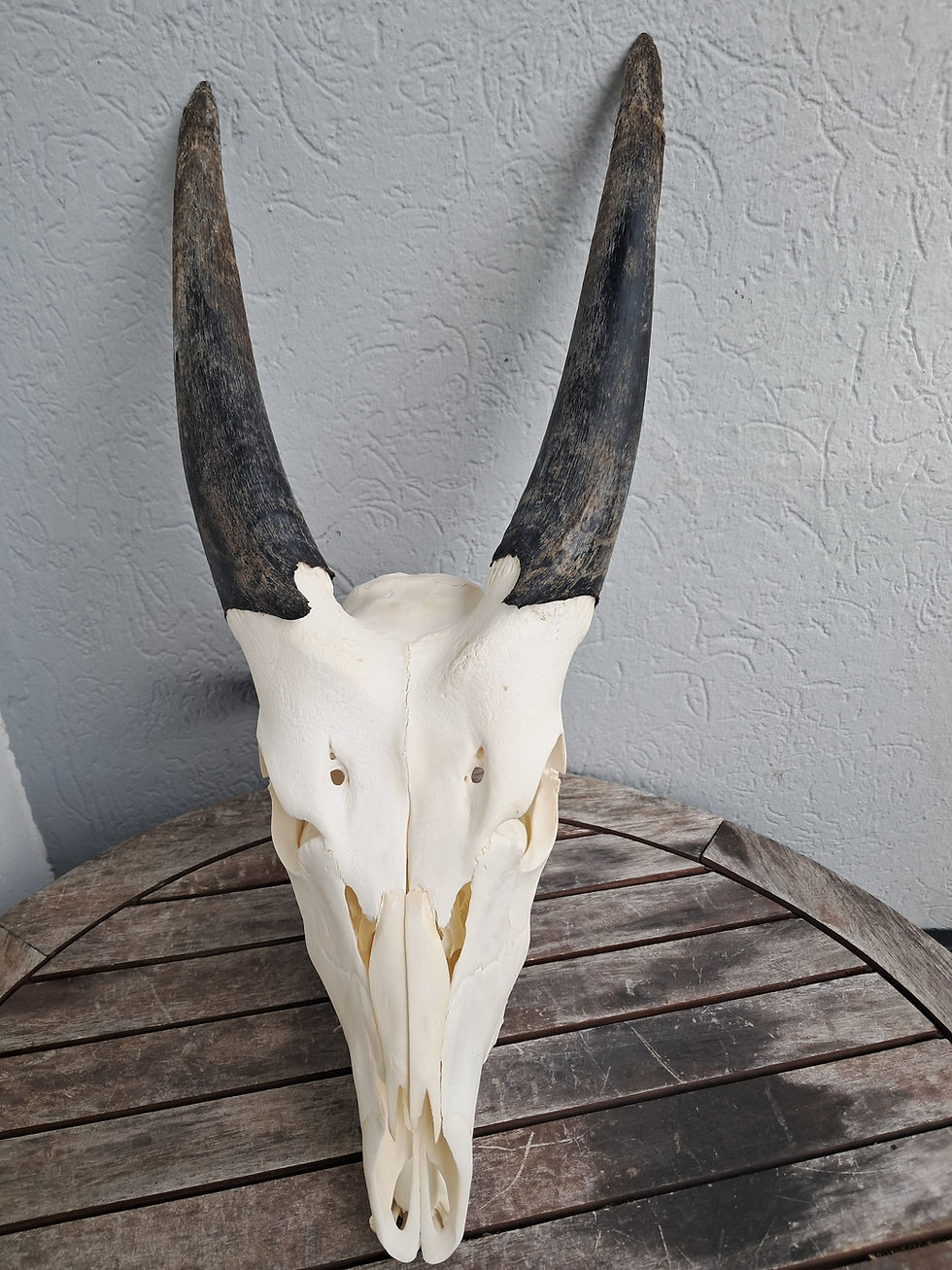 Miniature : Crâne d'Eland du Cap sub-adulte