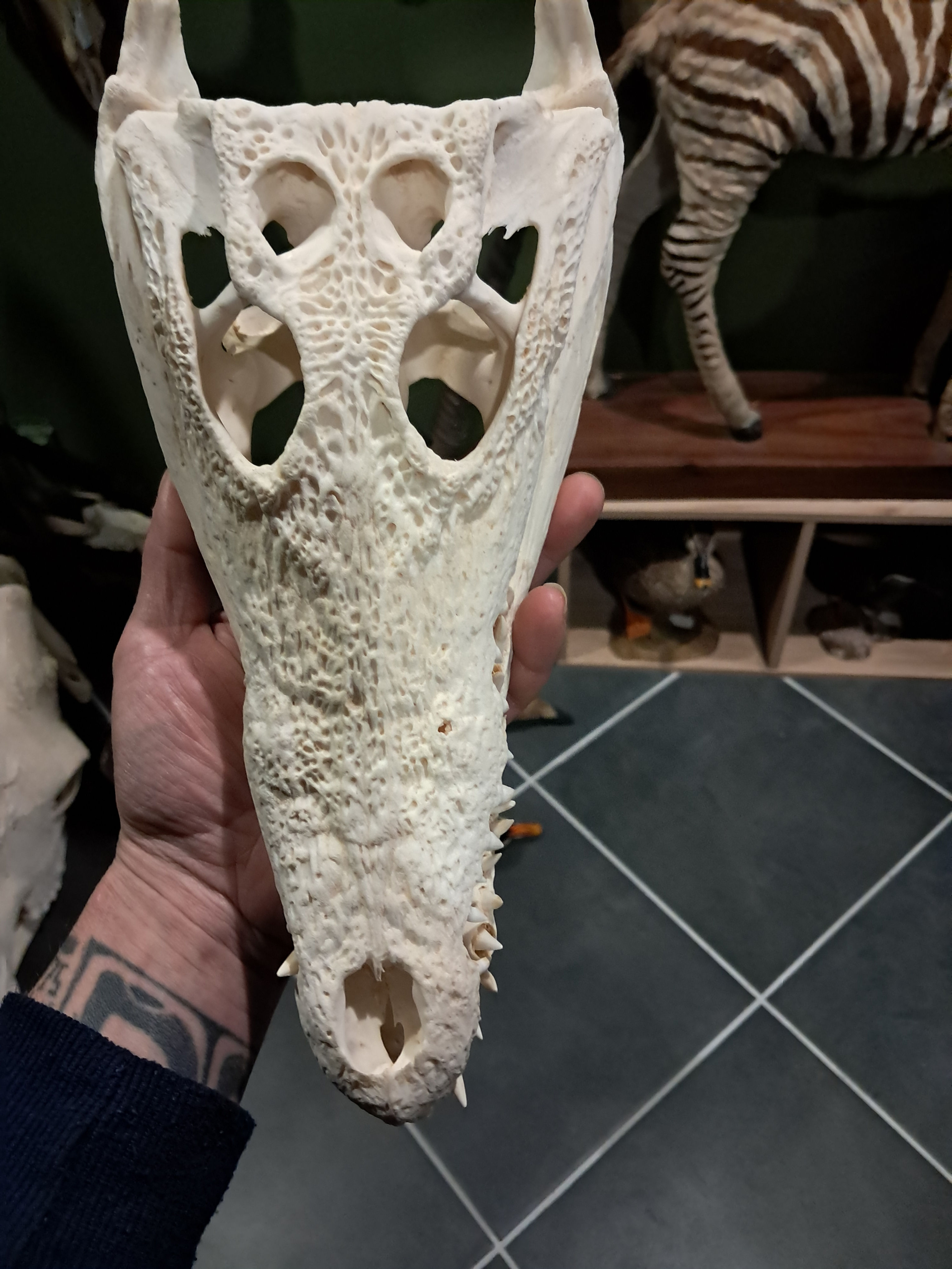 Vrai crâne de crocodile du Nil ; wry nose ; Crocodylus niloticus