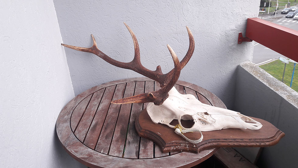 Thumbnail: Trophée de cerf élaphe atypique