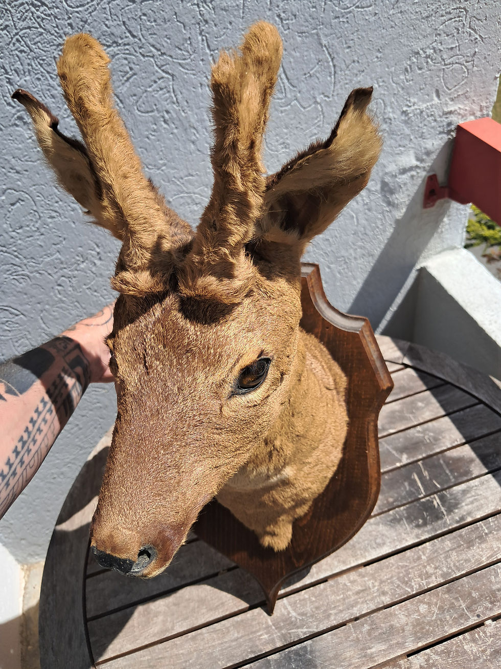サムネイル： Taxidermie de chevreuil en velours ; Capreolus capreolus