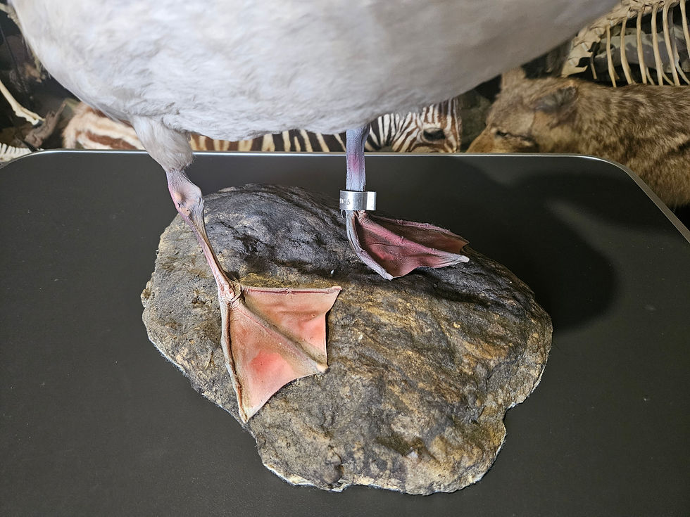 サムネイル： Taxidermie de cygne à cou noir ; Cygnus melancoryphus