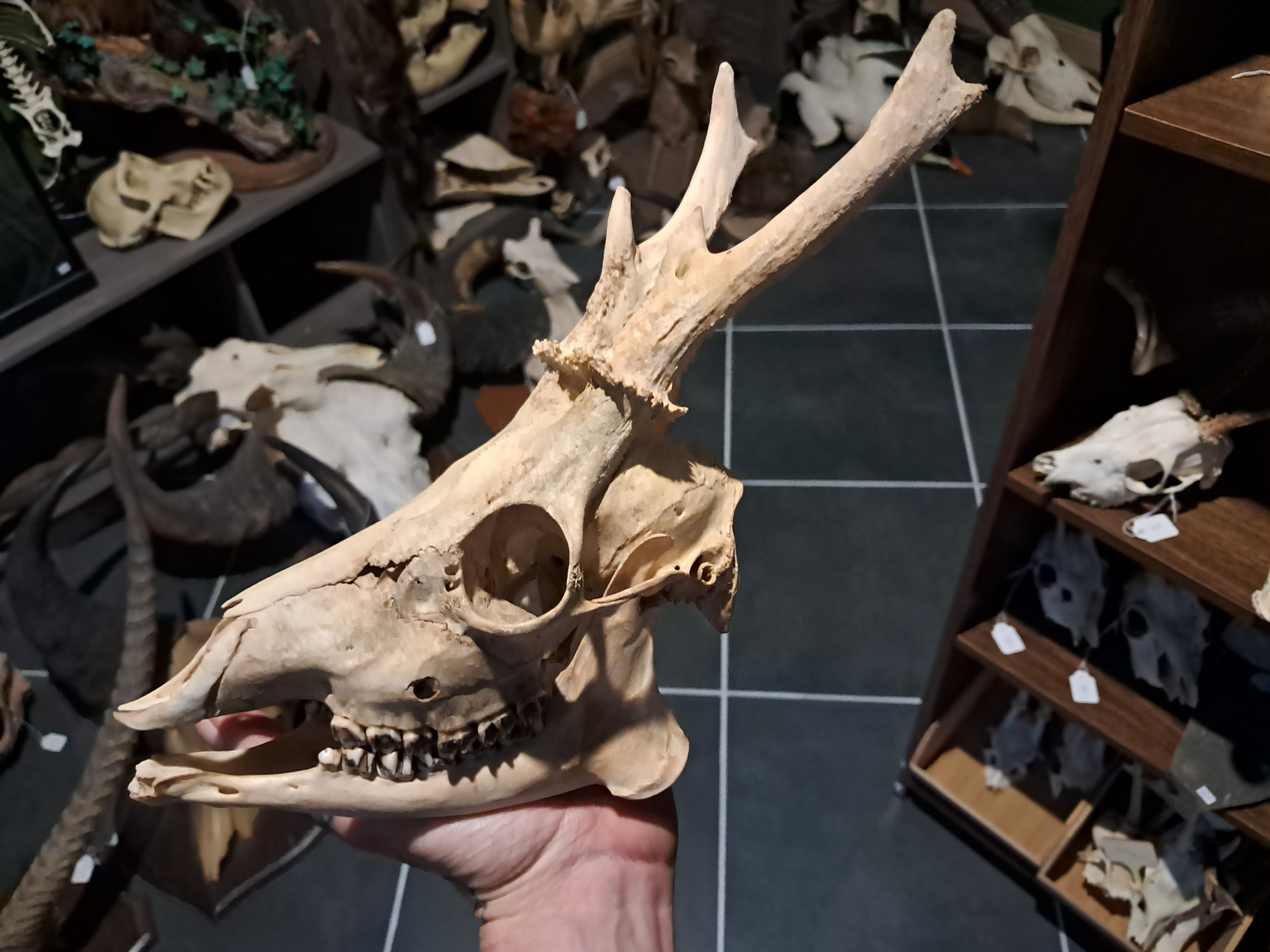 Crâne de chevreuil avec mâchoire #0602(2)