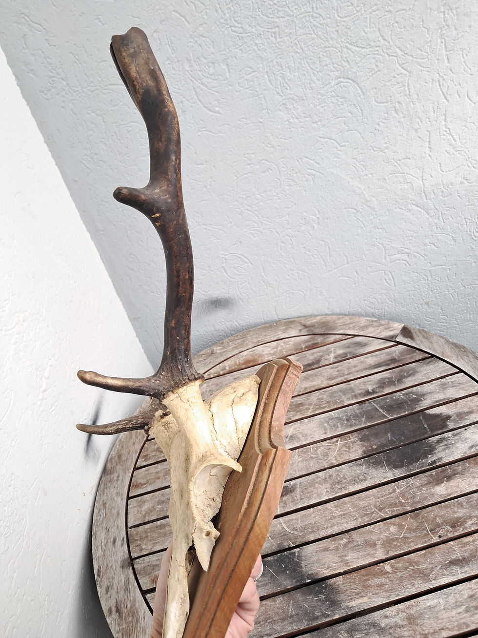 サムネイル： Trophée de Daim ; Dama dama