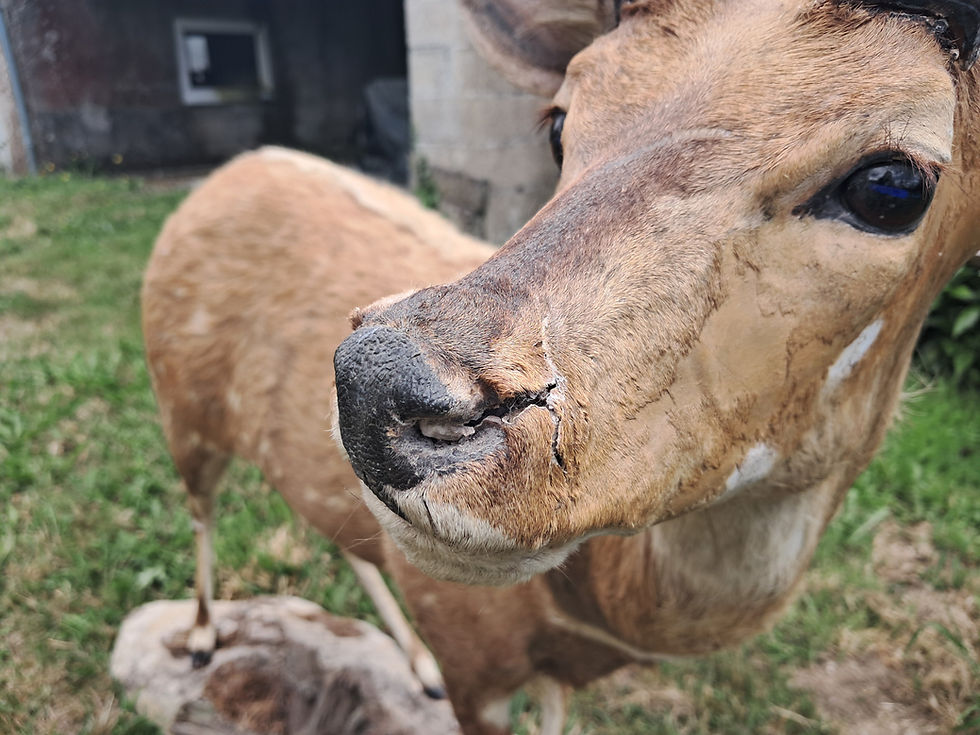 Miniatura: Taxidermie de Guib harnaché; Bushbuck ; Tragelaphus scriptus