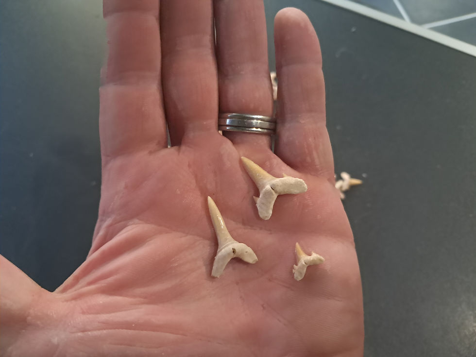縮圖：Lot de 100 fossiles de dents de requins