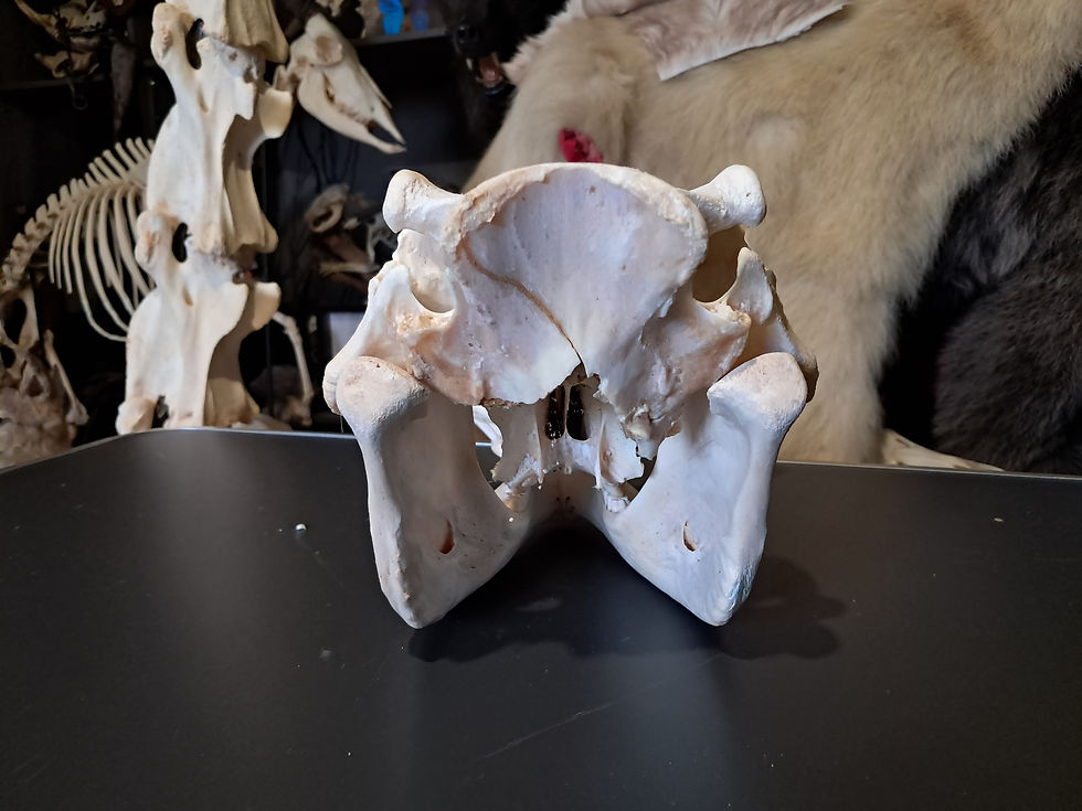 Miniatura: Crâne de phacochère ; Phacochoerus africanus