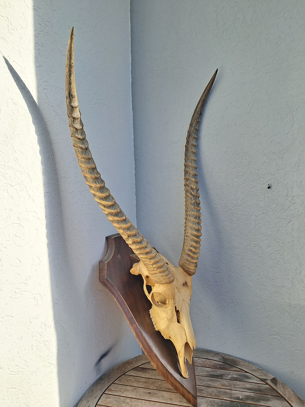 Crâne de Cobe defassa sur écusson ; Waterbuck ; Kobus ellipsiprymnus defassa