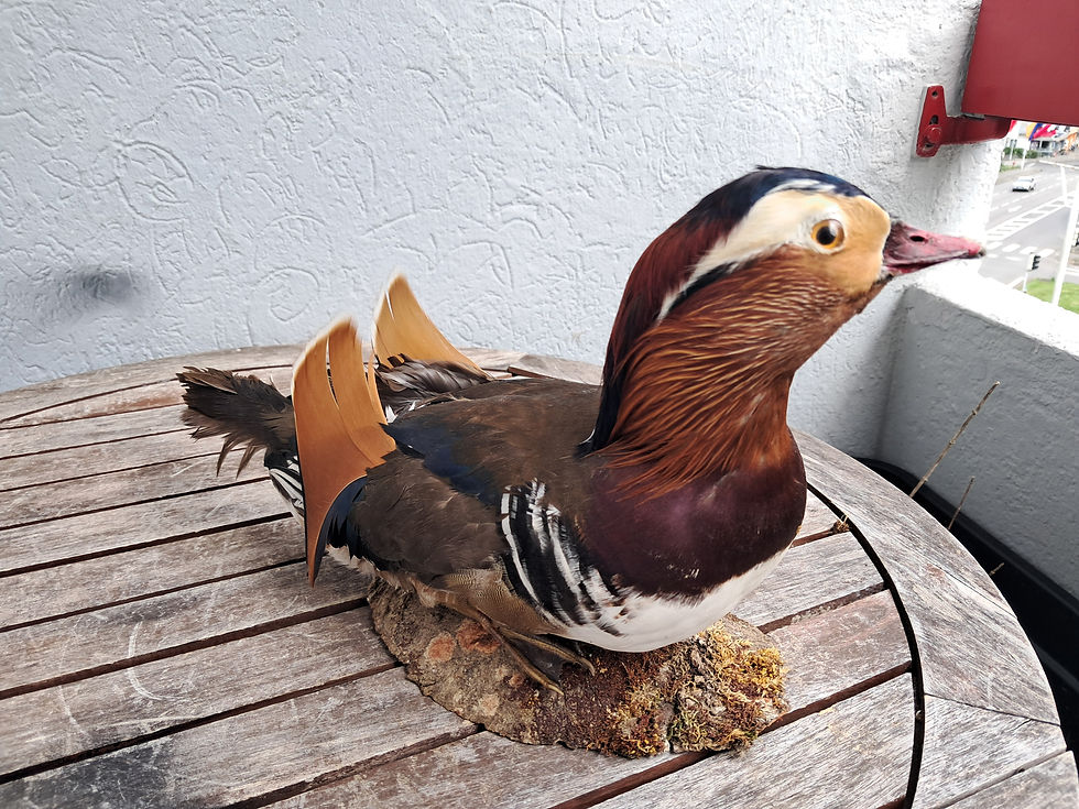 Thumbnail: Taxidermie de canard mandarin