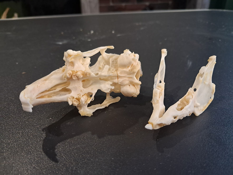 Miniature : Crâne de lapin avec cancer