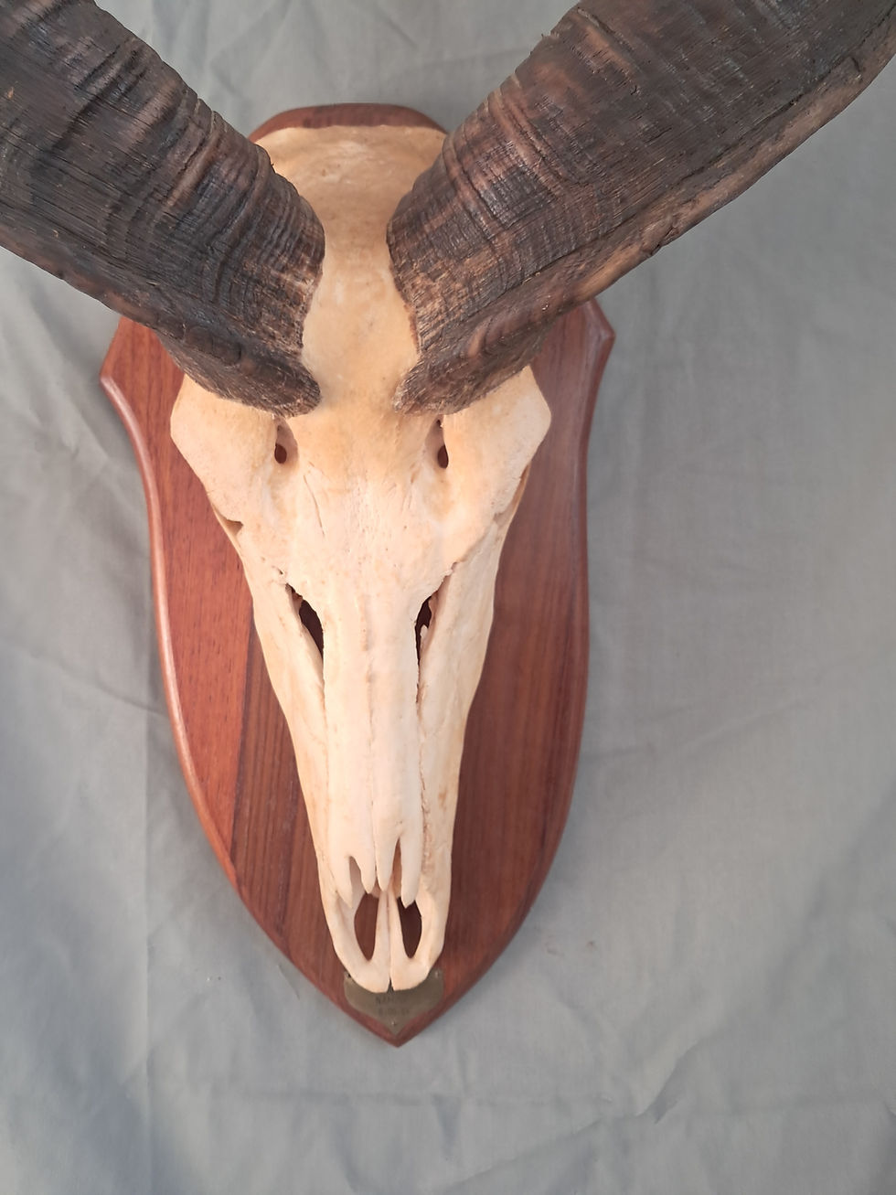 Thumbnail: Trophée de Grand Kudu ; Tragelaphus strepsiceros