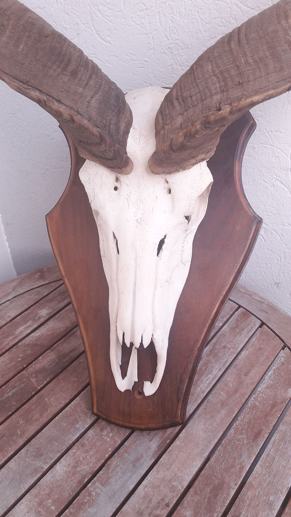 サムネイル： Trophée de Grand Kudu ; Tragelaphus strepsiceros