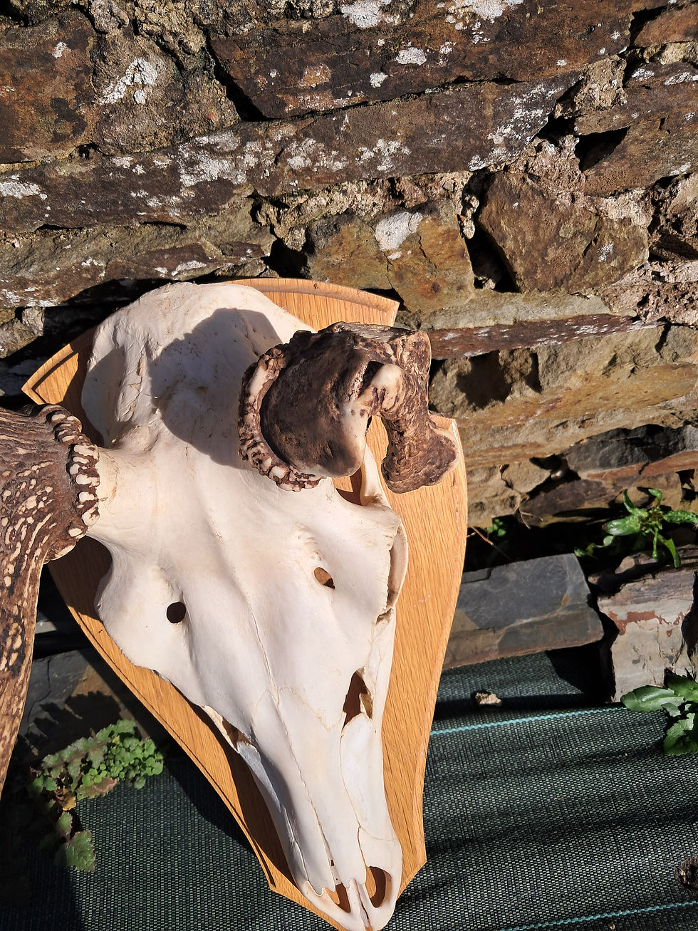 Miniatura: Trophée de cerf élaphe tête bizarde