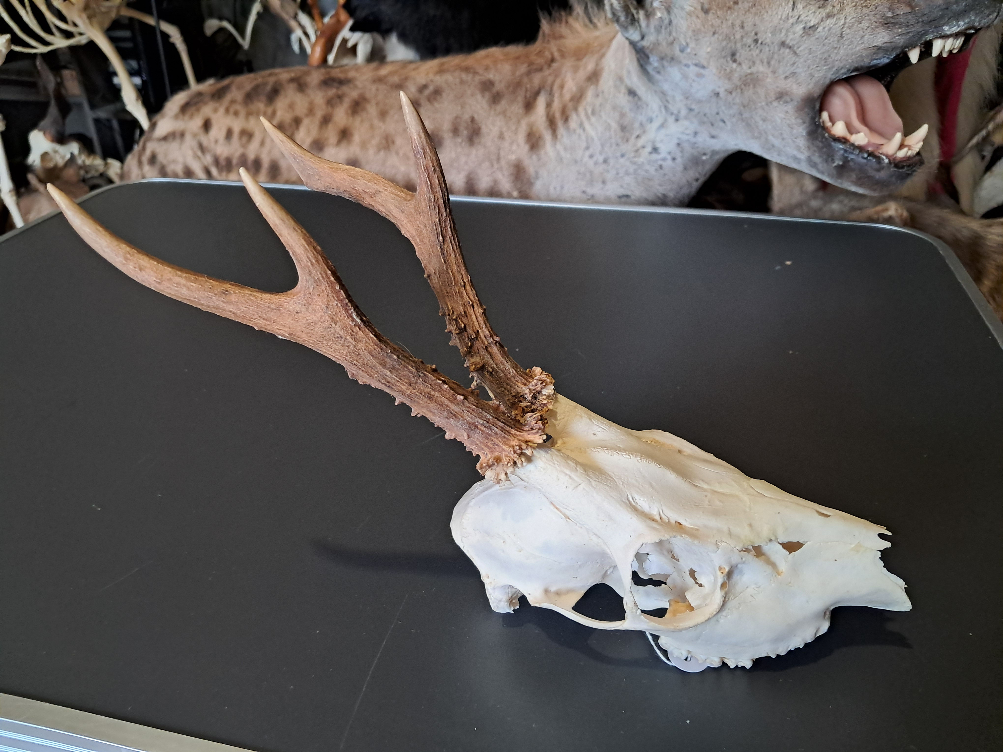 Crâne de chevreuil #811