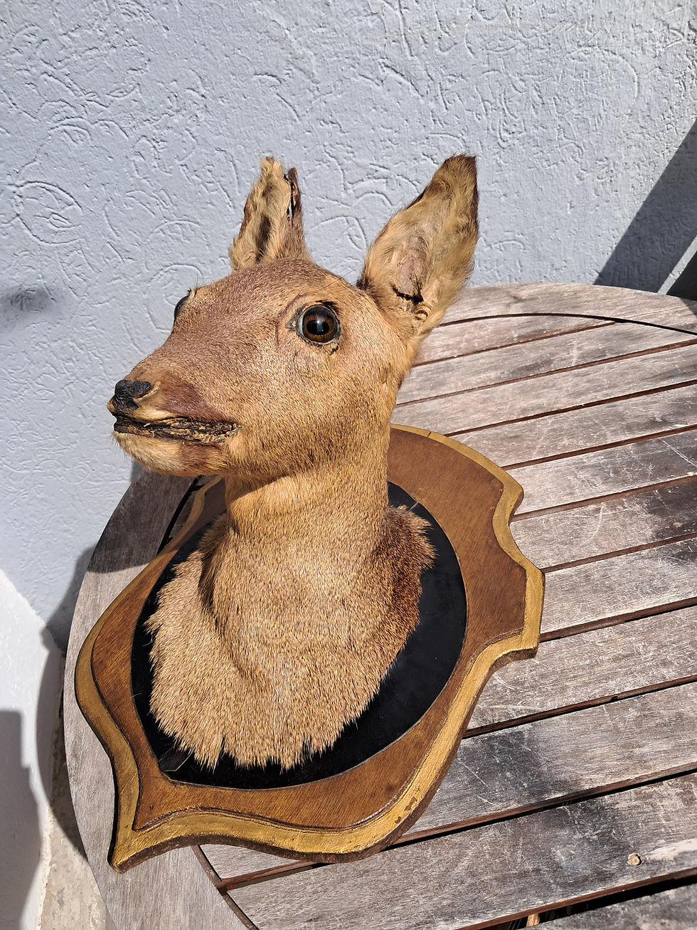 縮圖：Taxidermie de chevreuil ; Capreolus capreolus