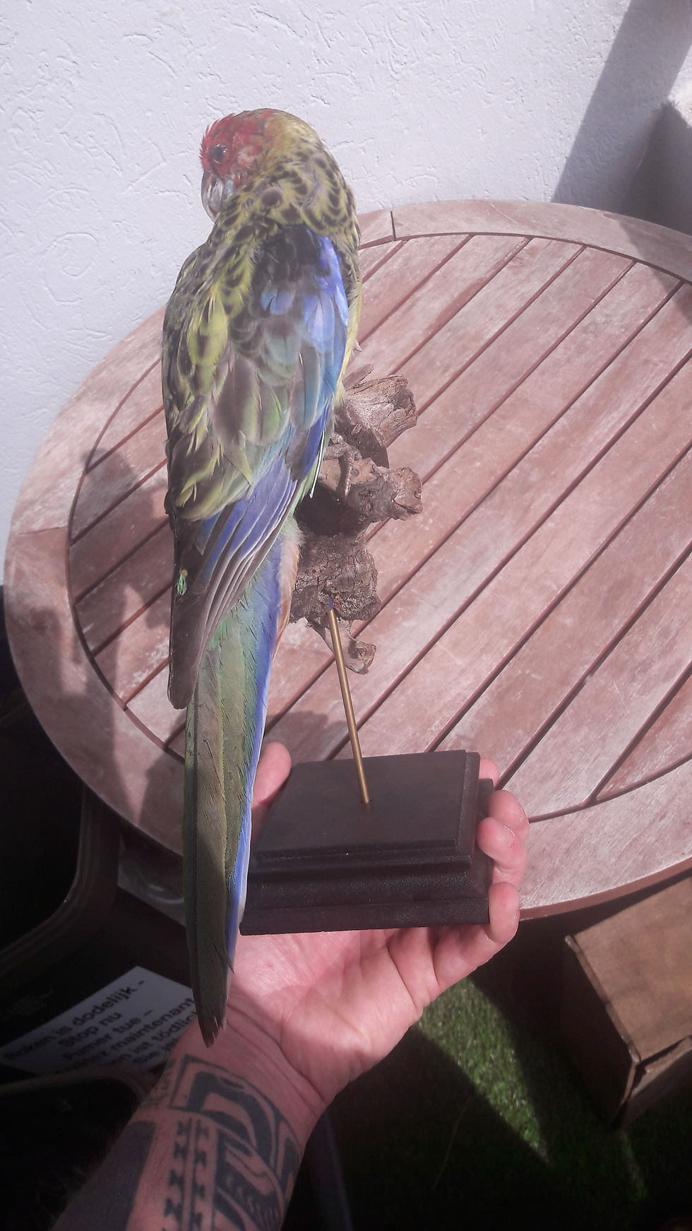 Thumbnail: Taxidermie de Rosella Pourpre ; Platycercus elegans