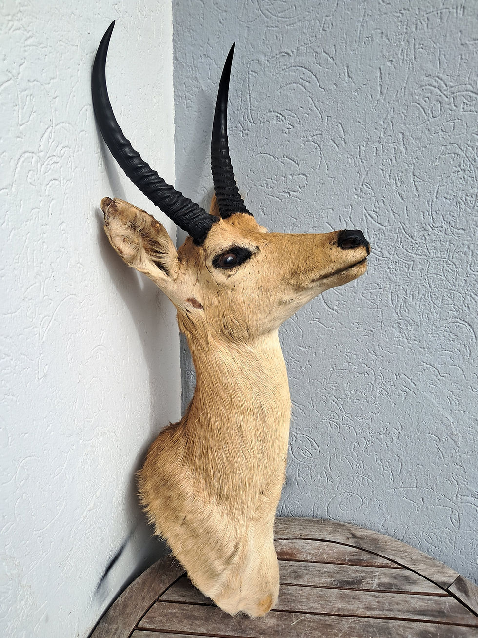 サムネイル： Taxidermie de grand Cobe des roseaux ; Redunca arundinum