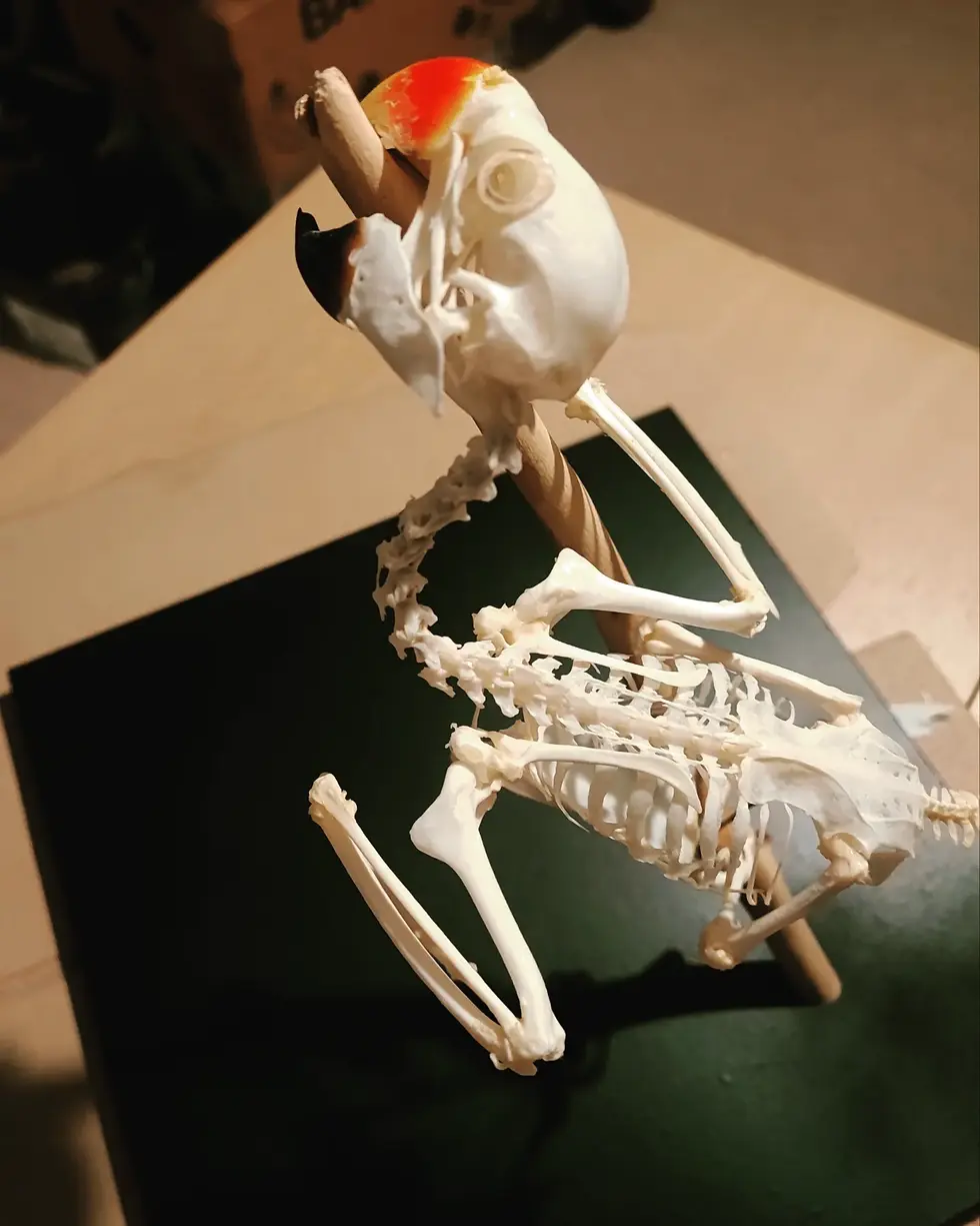 サムネイル： Squelette complet de Perruche de Lord Derby ; Psittacula derbiana
