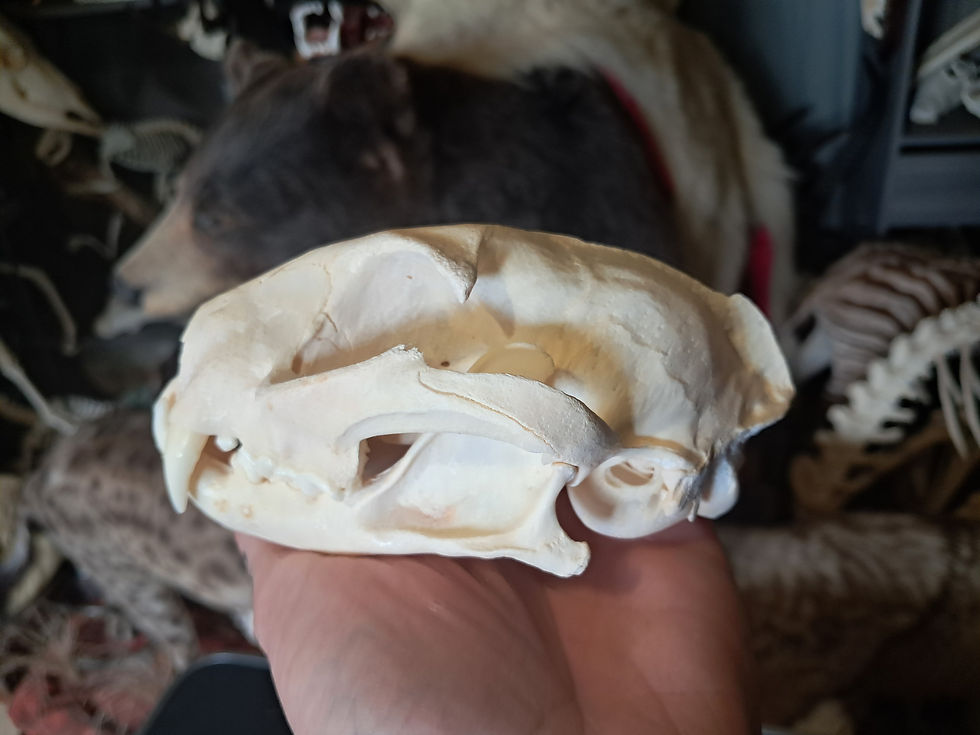 サムネイル： Squelette désarticulé de Caracal