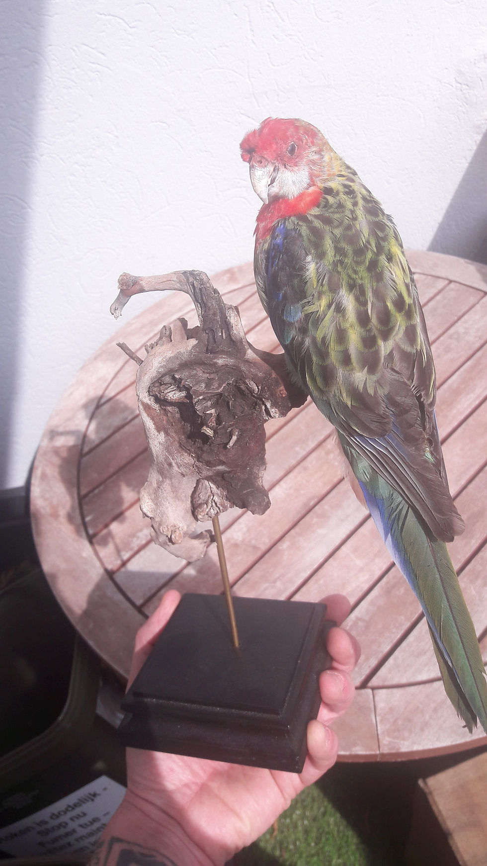 サムネイル： Taxidermie de Rosella Pourpre ; Platycercus elegans
