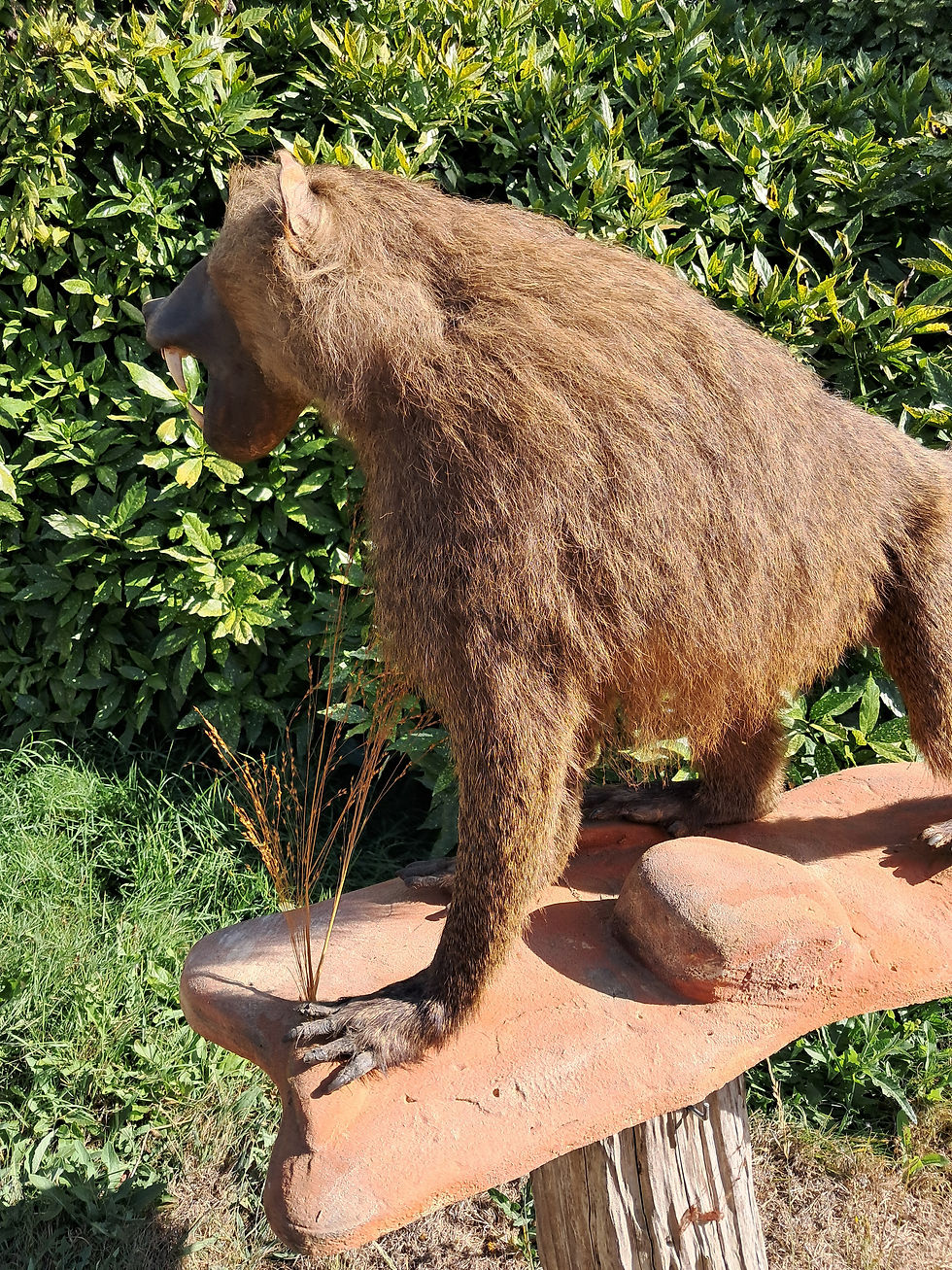 サムネイル： Taxidermie de babouin Chacma mâle ; Papio ursinus
