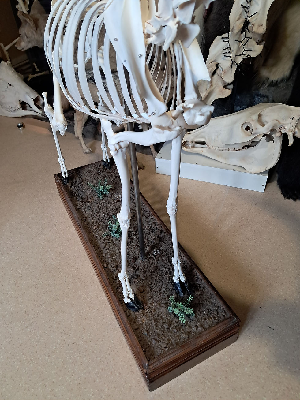Thumbnail: Squelette d' impala ; Aepyceros melampus