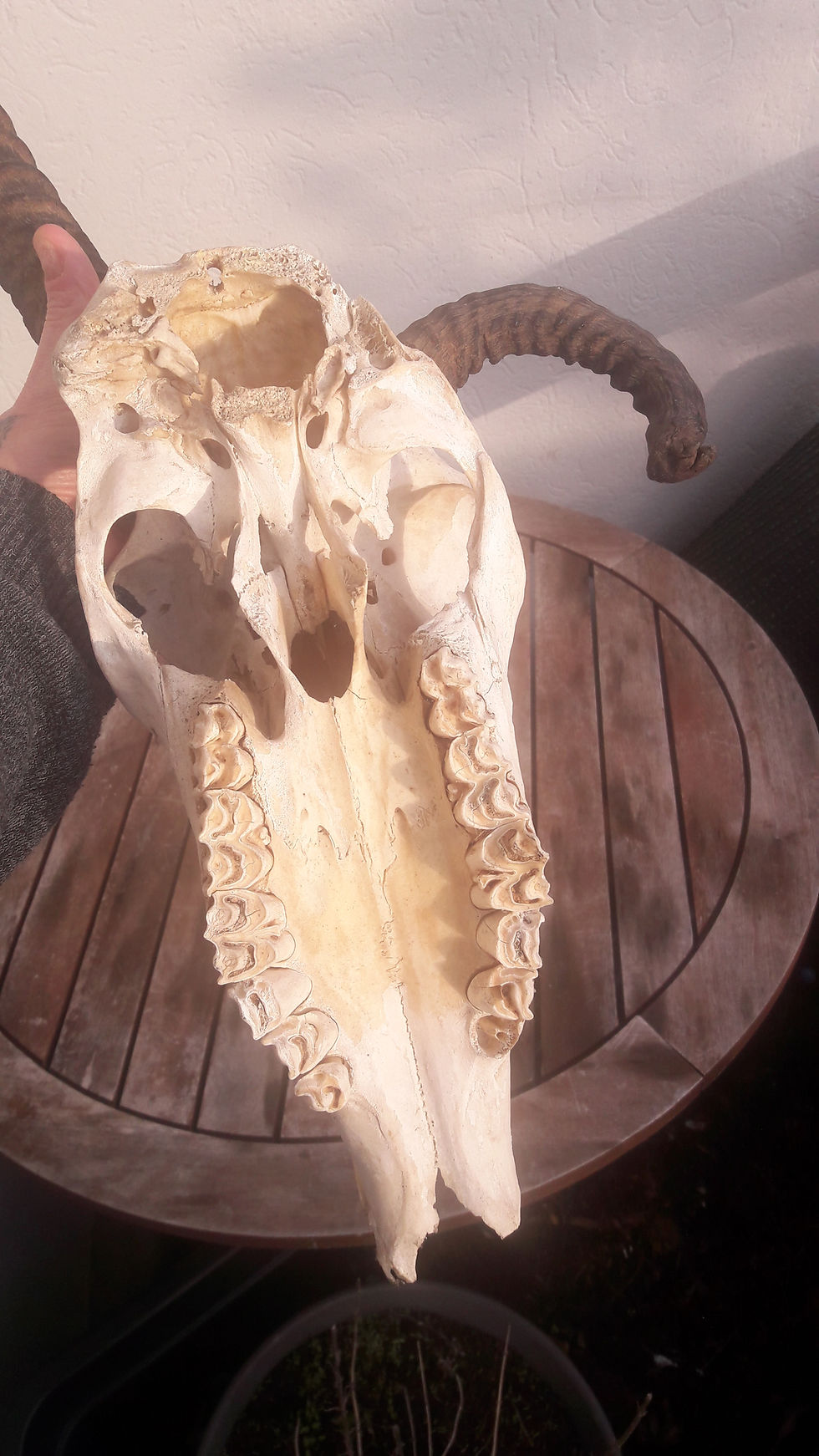 サムネイル： Crâne d' Oryx avec malformation