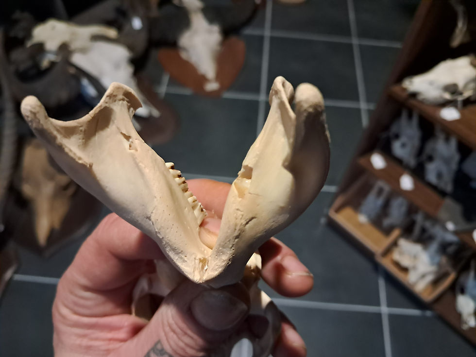 Miniatura: Crâne de ragondin ; Myocastor coypus