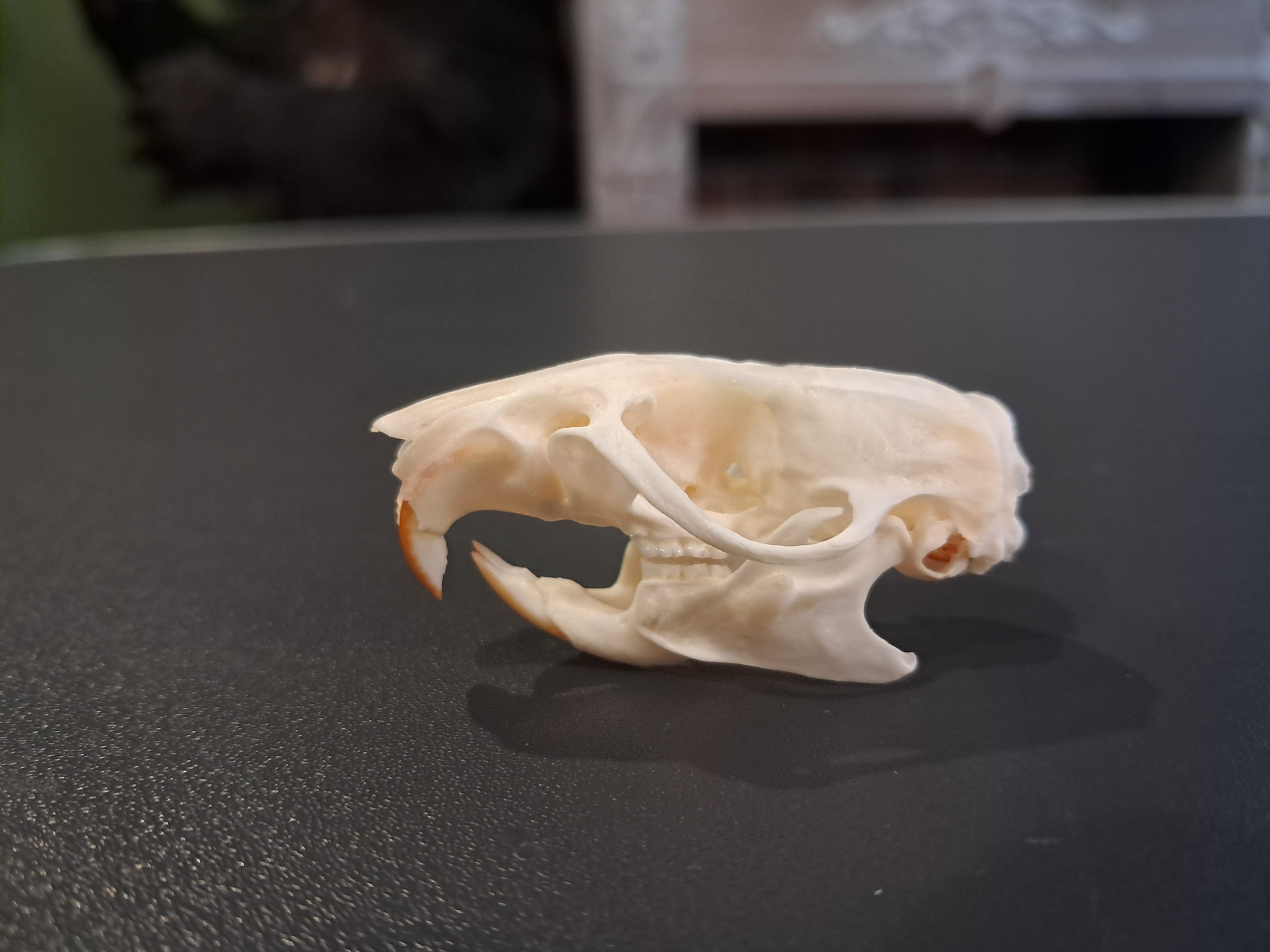 Crâne de rat brun ; Rattus norvegicus