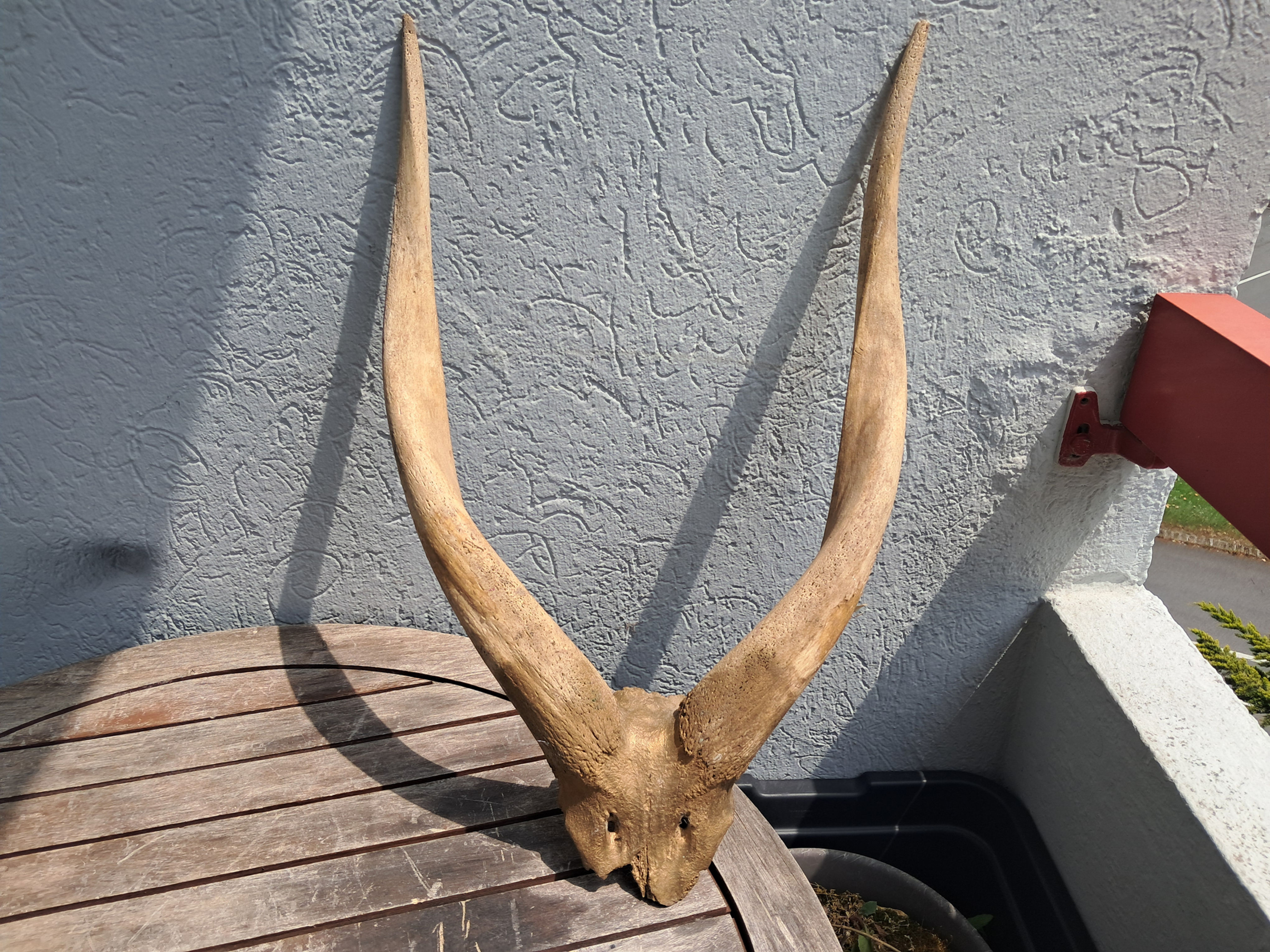 Massacre de Bongo  ; Tragelaphus eurycerus