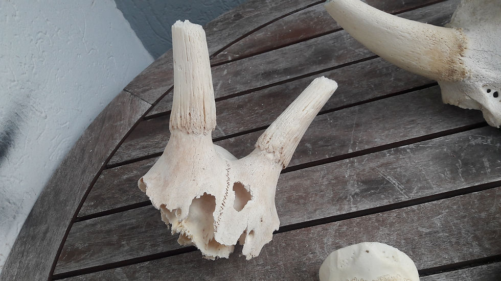 Miniatura: Lot de 4 massacres ; bushbuck ; antilope ; springbok