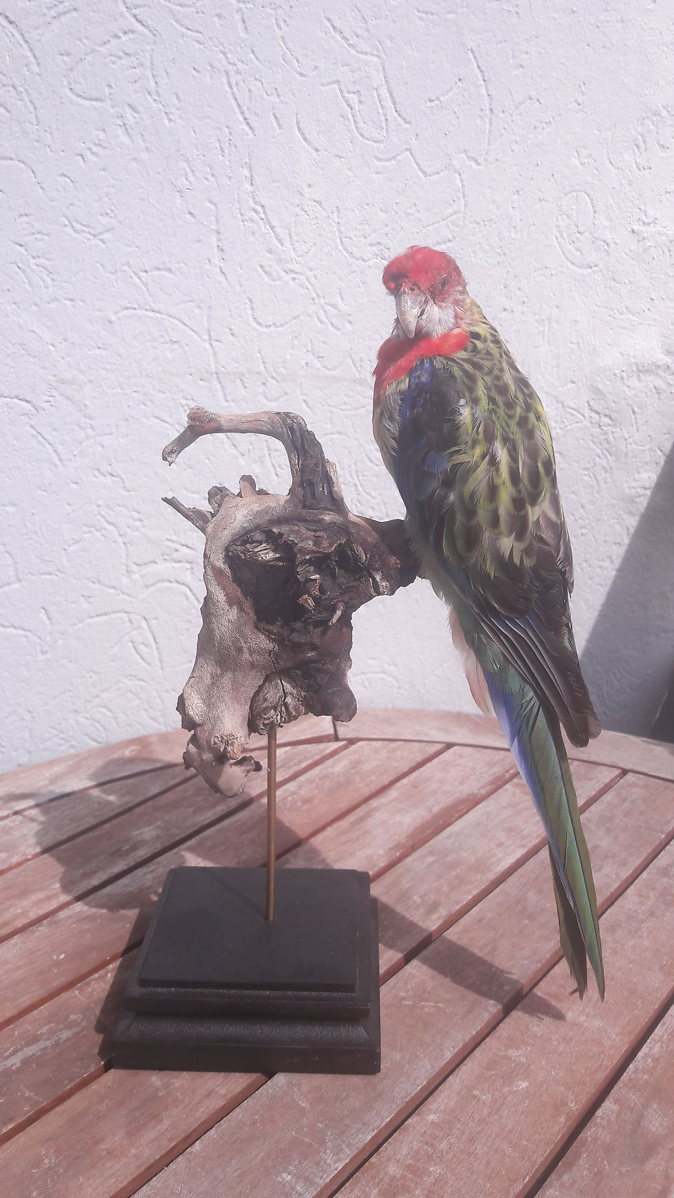 サムネイル： Taxidermie de Rosella Pourpre ; Platycercus elegans
