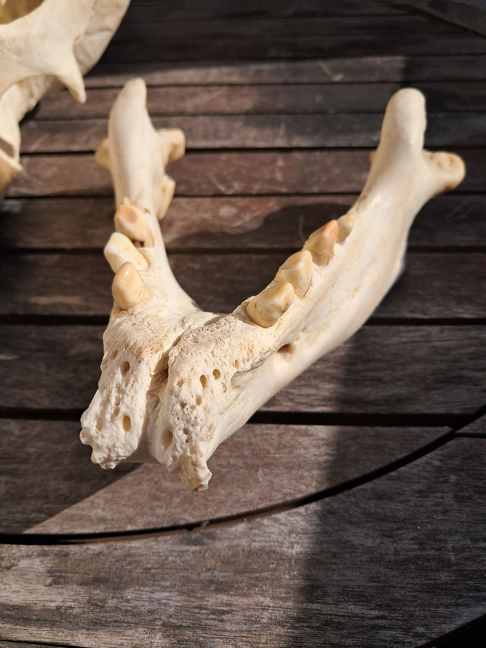 Thumbnail: Crâne de Morse ; Odobenus rosmarus