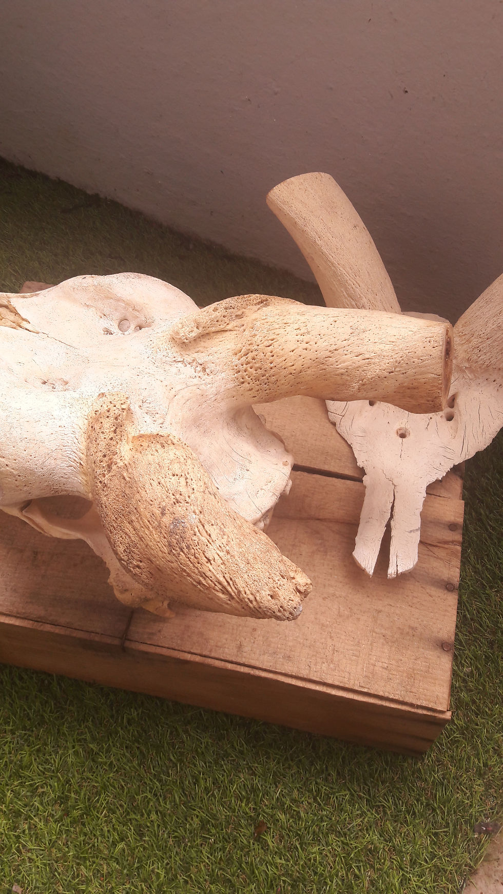 縮圖：Lot de 2 crânes ( Eland / grand Kudu ) grade Artisanal