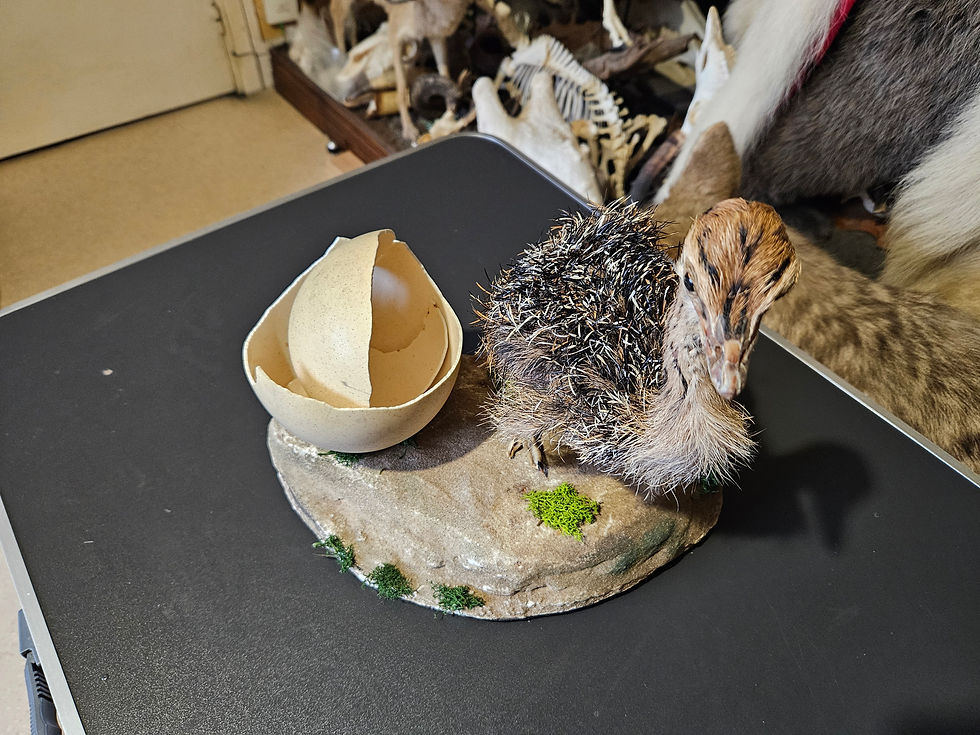 サムネイル： Taxidermie d'autruchon avec son œuf
