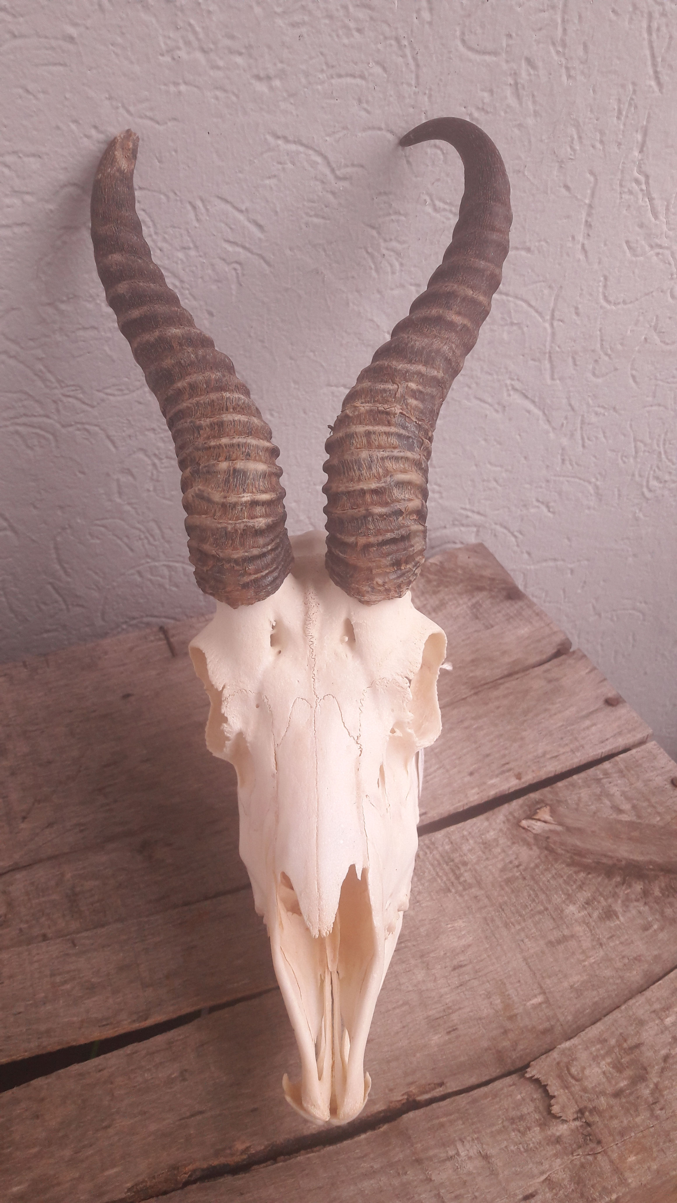 Crâne de Springbok ; Antidorcas marsupialis