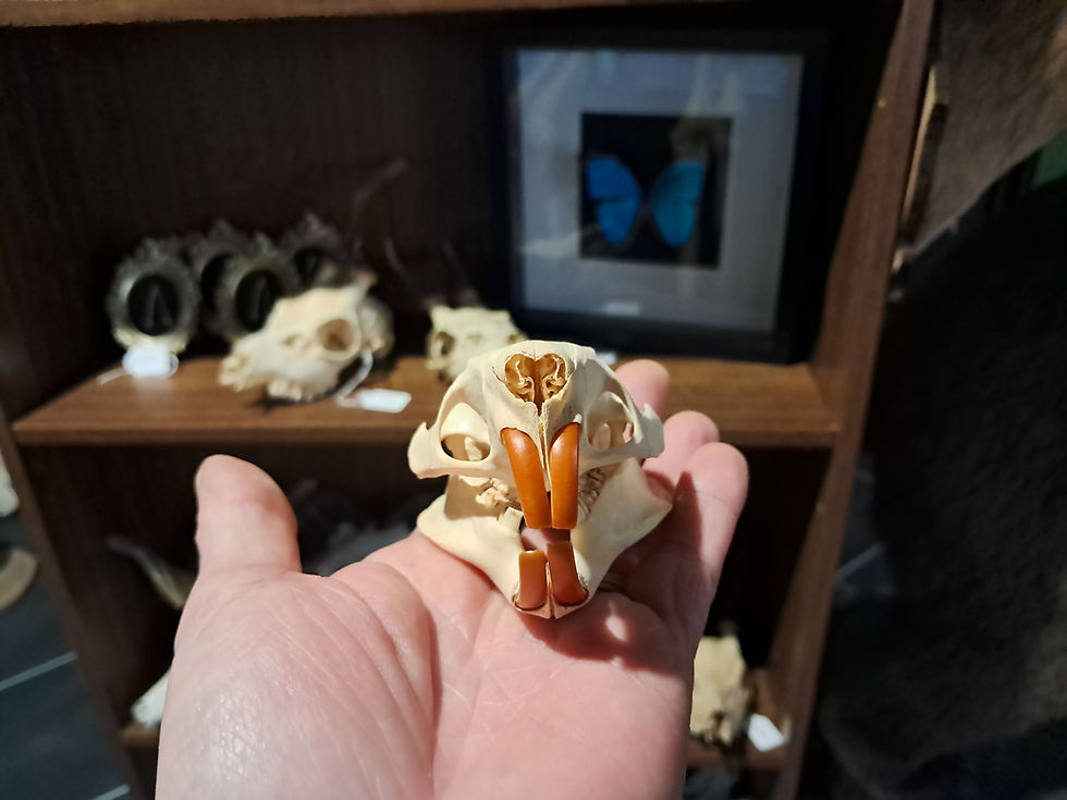 Miniatura: Crâne de ragondin ; Myocastor coypus